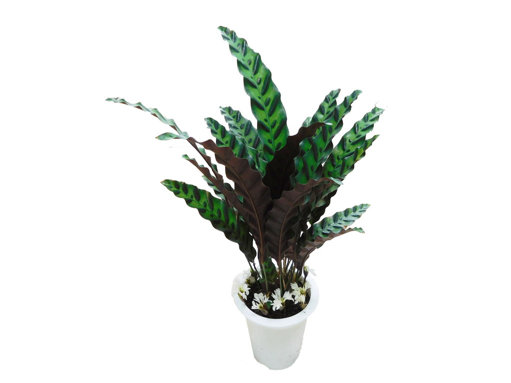 アルバム グリーン企画苑