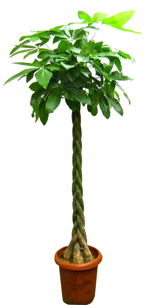 アルバム グリーン企画苑